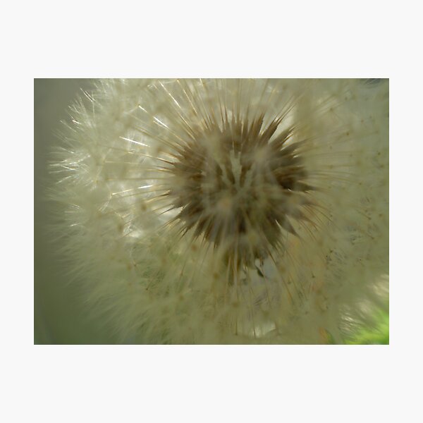 Item preview, Dandilion designed and sold by elizabethrose05.