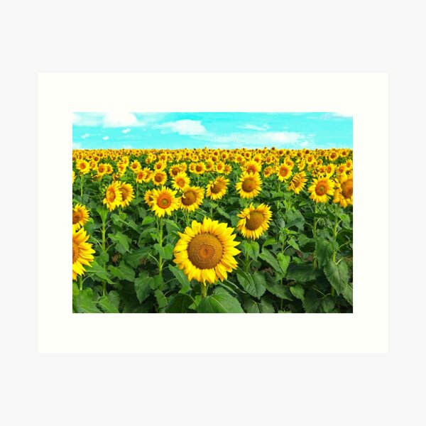 Item preview, Sunflowers designed and sold by pcole123.