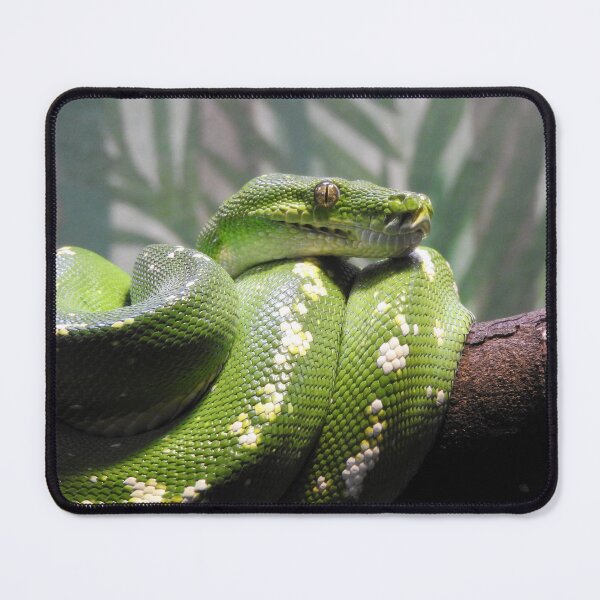 Item preview, Green Tree Python designed and sold by kirstybush.