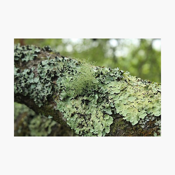Item preview, Lichen designed and sold by CeriEJones.