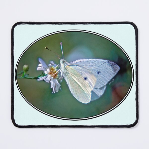 Item preview, White Aster Butterfly, Photographic Illustration In Soft Pastel Tones and Hues designed and sold by Lawrence White.