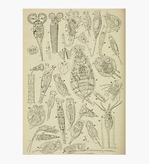 Microscopic Biology Photographic Print