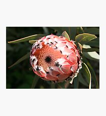 "Wittunga Protea" Photographic Print