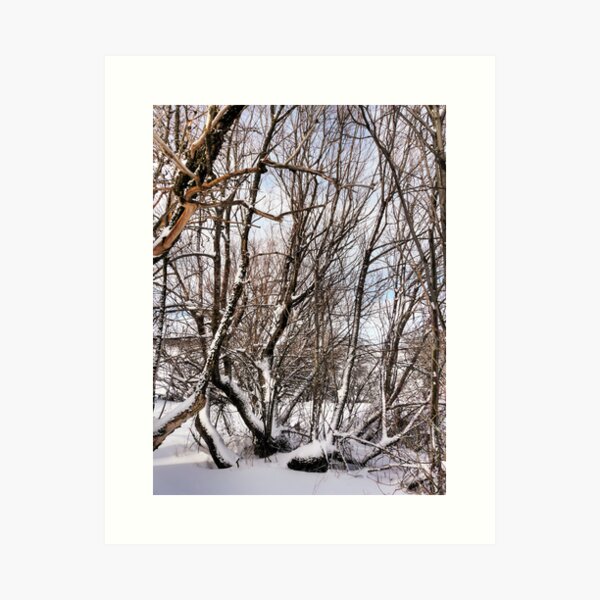 Item preview, Winter Branches designed and sold by Raquel O'Neill.