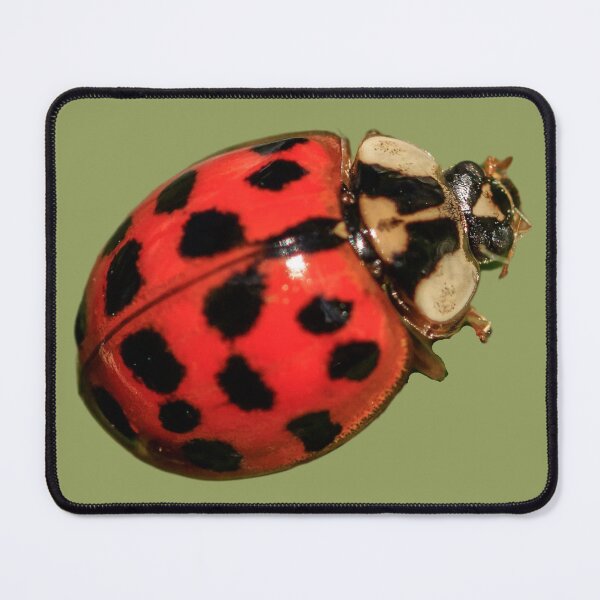 Item preview, Attractive Ladybugs designed and sold by RainbowSpinkle.