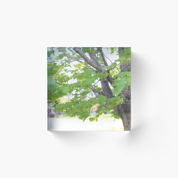 Aperçu de l'œuvre Arbre venteux créée et vendue par StudioJae.