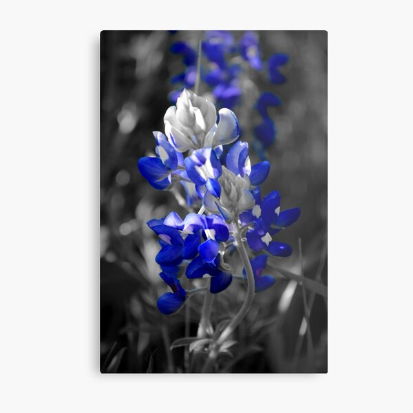 Bluebonnet 001 Metal Print