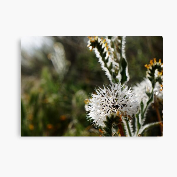 Item preview, Silver Puff (Uropappus lindleyi) designed and sold by Nalinne Jones.