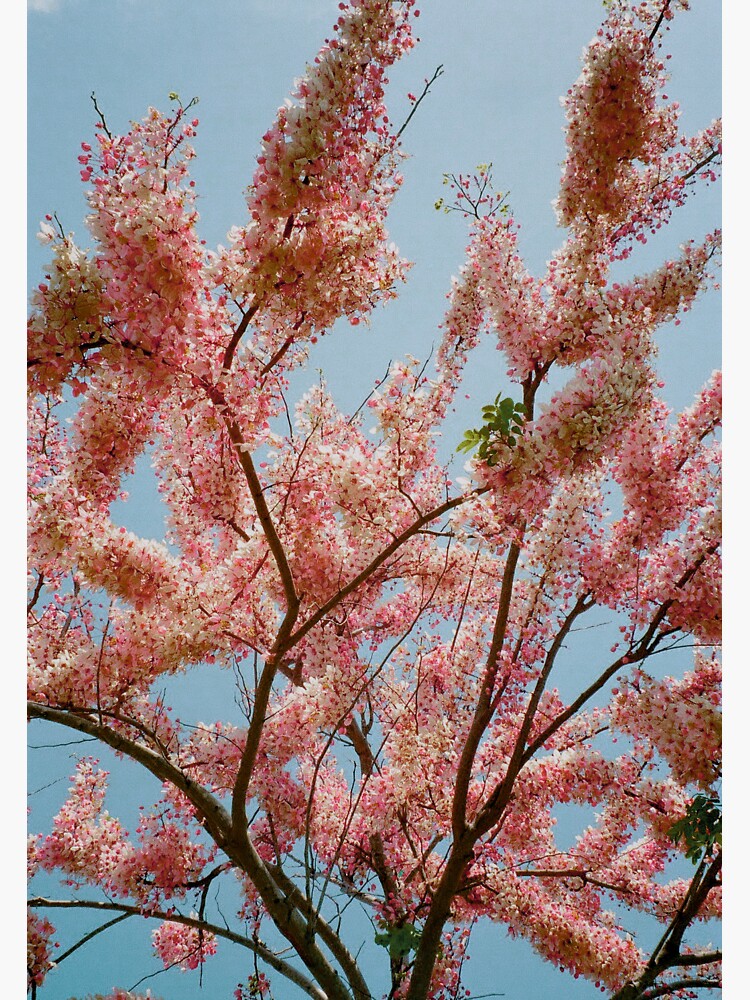 "Pink shower tree 35mm" Sticker for Sale by hanpit1999 Redbubble