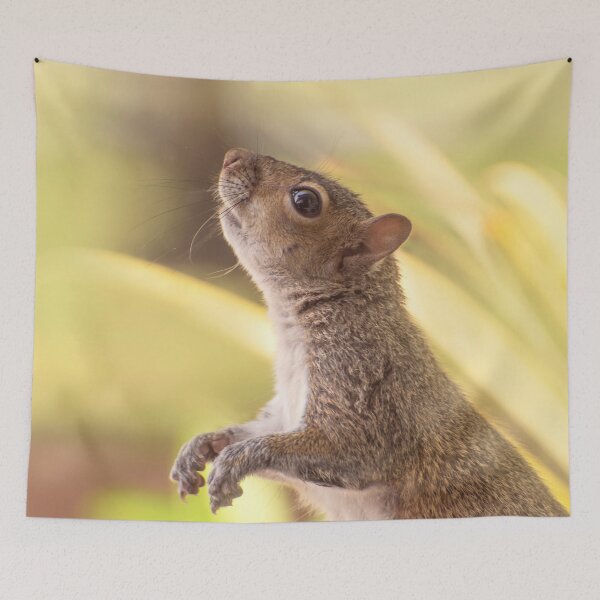 Item preview, Eastern gray squirrel standing and watching designed and sold by Zina Stromberg.