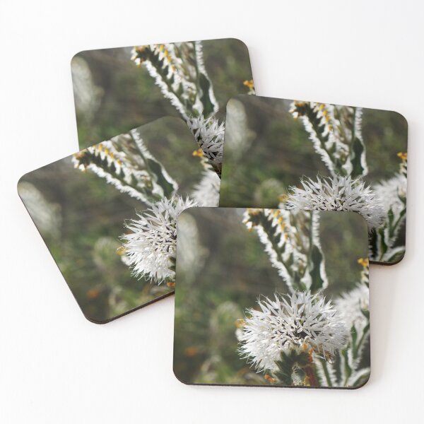 Item preview, Silver Puff (Uropappus lindleyi) designed and sold by Nalinne Jones.