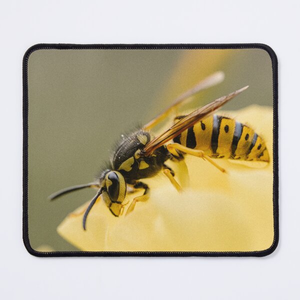 Item preview, Yellowjacket wasp (Vespula pensylvanica) designed and sold by LyfIsGrand.