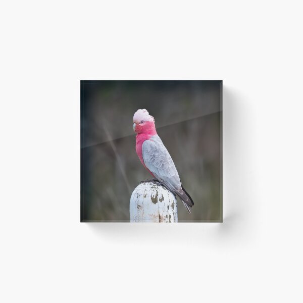 Item preview, Galah 01 designed and sold by GaryParnell.
