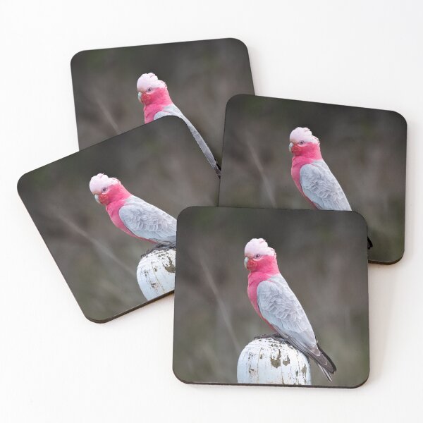 Item preview, Galah 01 designed and sold by GaryParnell.