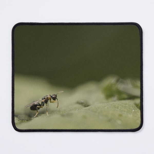 Item preview, Parasitoid wasp (Eurytomidae sp) designed and sold by LyfIsGrand.