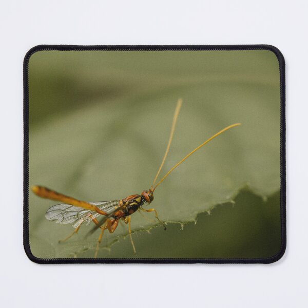 Item preview, Ichneumon wasp (Grotea californica)  designed and sold by LyfIsGrand.