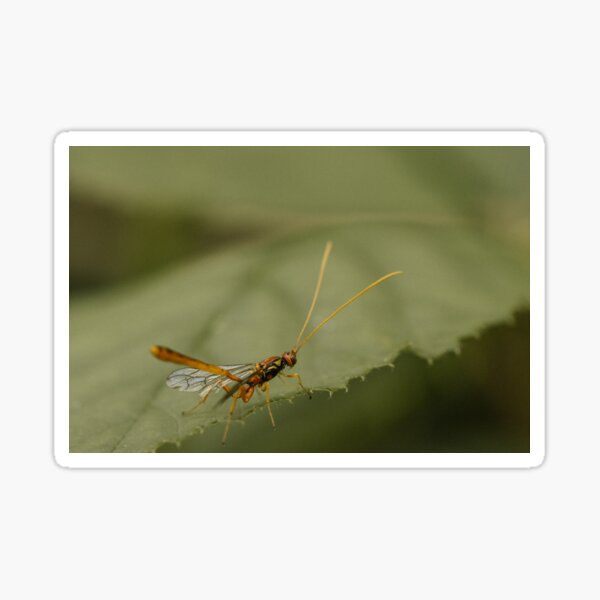 Item preview, Ichneumon wasp (Grotea californica)  designed and sold by LyfIsGrand.
