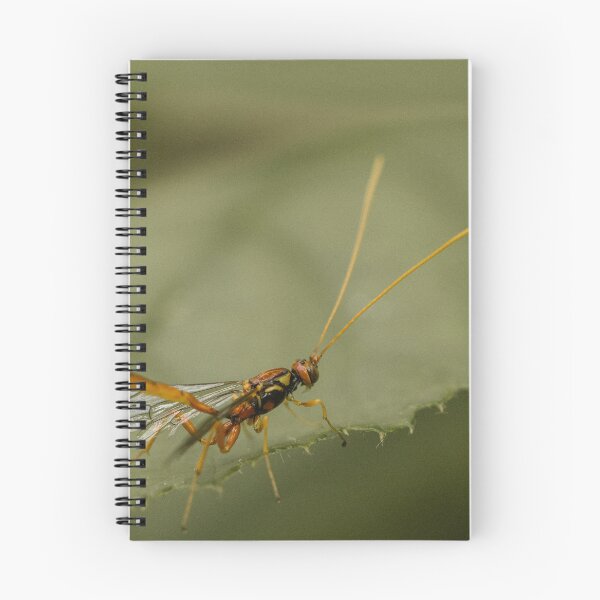 Item preview, Ichneumon wasp (Grotea californica)  designed and sold by LyfIsGrand.