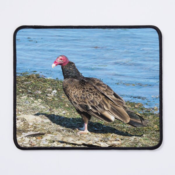 Item preview, Turkey Vulture Standing On A Beach designed and sold by BackyardBirder.
