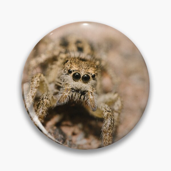 Item preview, Jumping spider (Salticidae sp) designed and sold by LyfIsGrand.