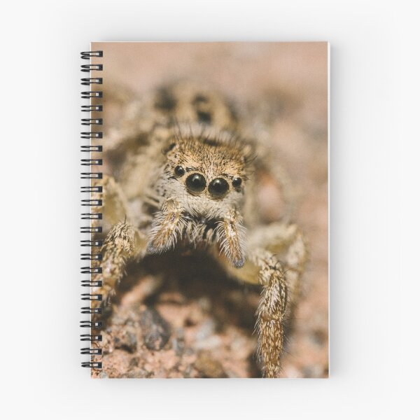 Item preview, Jumping spider (Salticidae sp) designed and sold by LyfIsGrand.