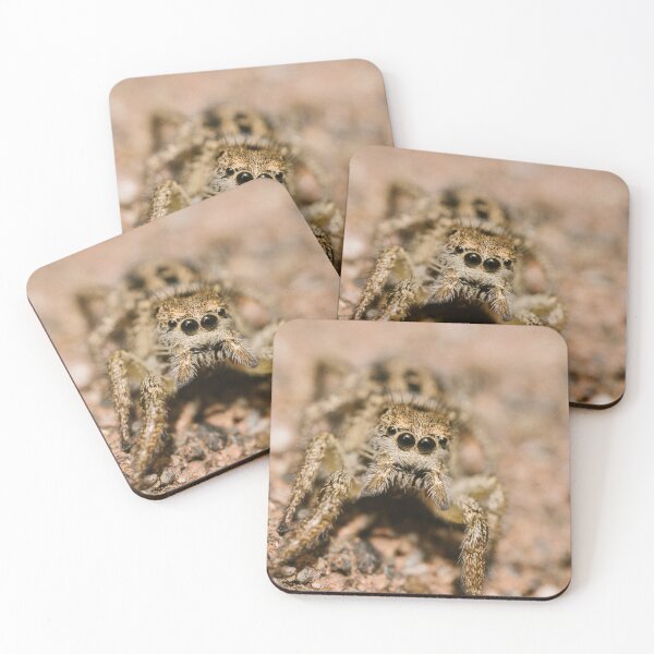 Item preview, Jumping spider (Salticidae sp) designed and sold by LyfIsGrand.