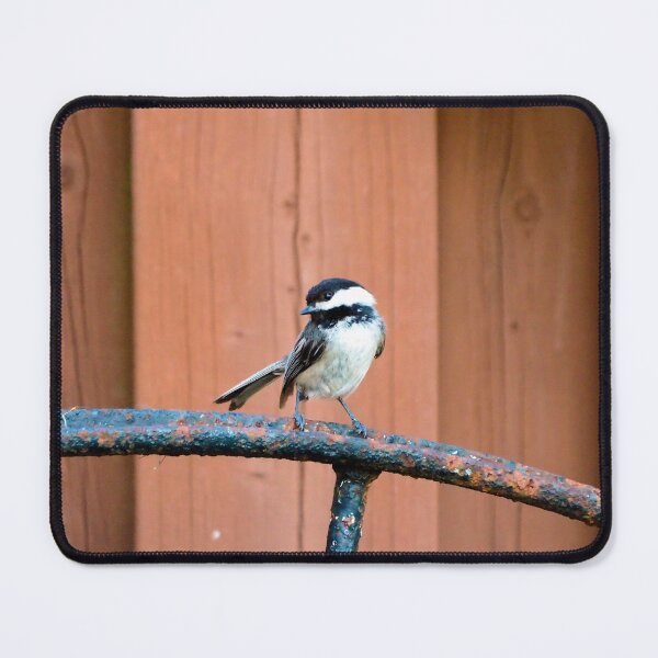 Item preview, Black-capped Chickadee Standing On A Wheel designed and sold by BackyardBirder.