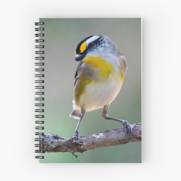 Item preview, Striated Pardalote sitting on a twig designed and sold by RAFImages.