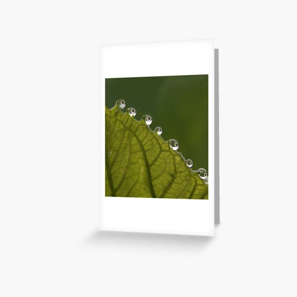 Daisies Greeting Card
