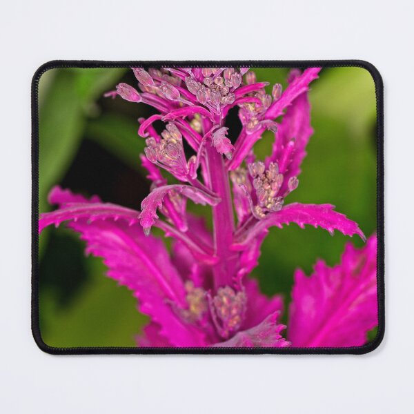 Item preview, Floriade 2022 (27) designed and sold by Wolf Sverak Photography.