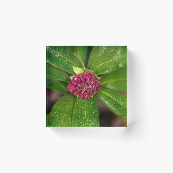 Item preview, Floriade 2022 (22) designed and sold by Wolf Sverak Photography.