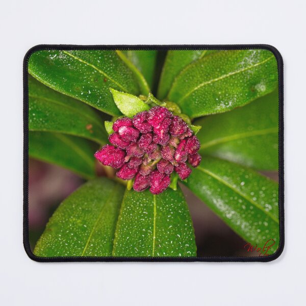 Item preview, Floriade 2022 (22) designed and sold by Wolf Sverak Photography.