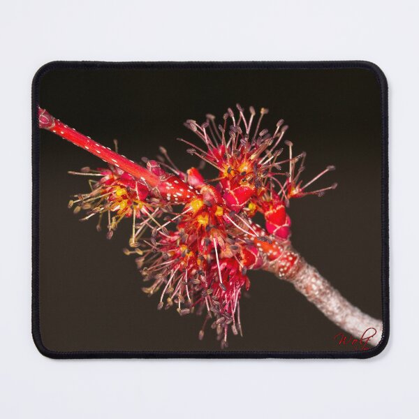 Item preview, Floriade 2022 (21) designed and sold by Wolf Sverak Photography.