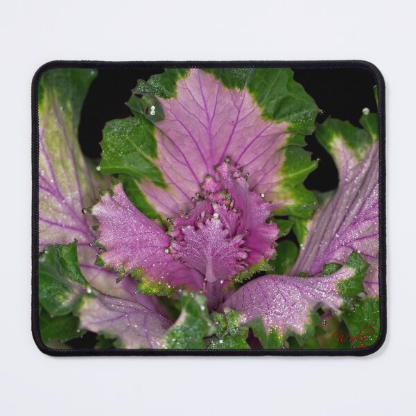 Item preview, Floriade 2022 (20) designed and sold by Wolf Sverak Photography.