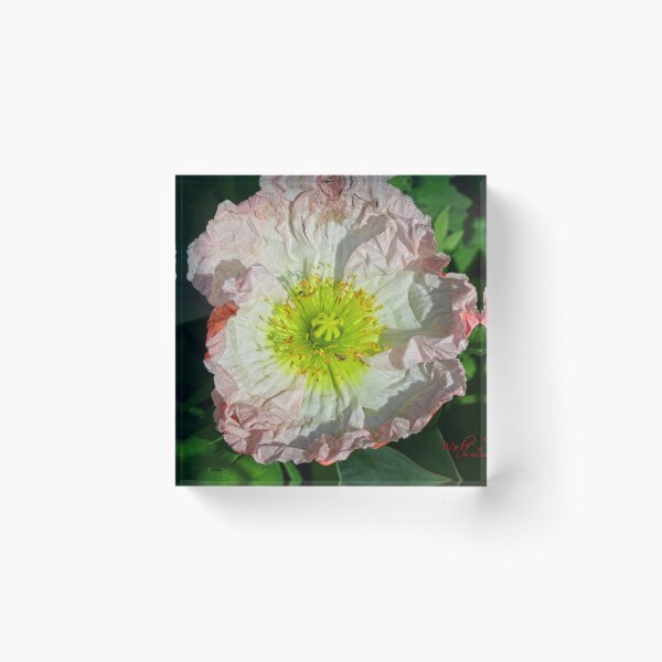Item preview, Floriade 2022 (17) designed and sold by Wolf Sverak Photography.