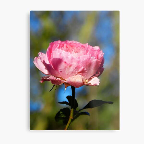 Day 19 Metal Print