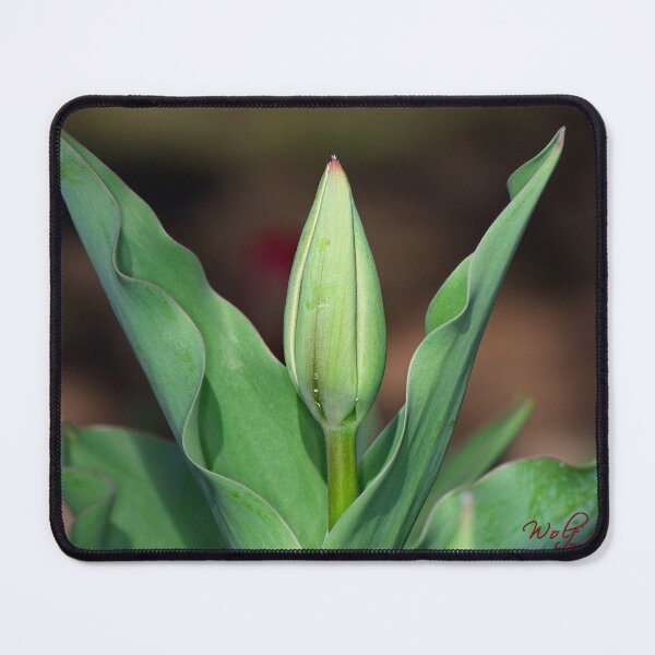 Item preview, Floriade 2022 (10) designed and sold by Wolf Sverak Photography.