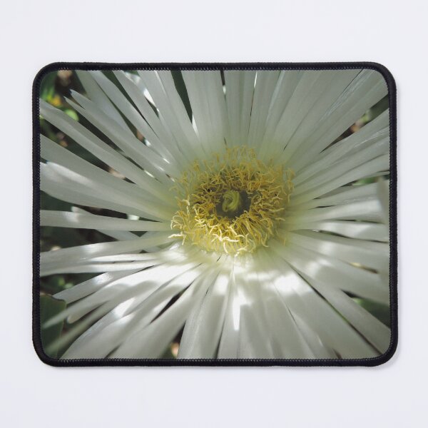 Item preview, White Pig Face - Carpobrotus rossii ‘White Hot’ designed and sold by Marilyn Harris.