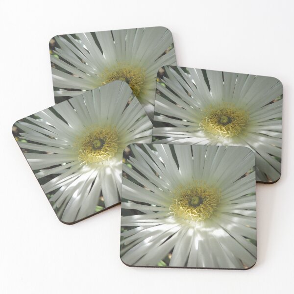 Item preview, White Pig Face - Carpobrotus rossii ‘White Hot’ designed and sold by Marilyn Harris.