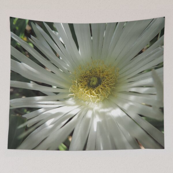Item preview, White Pig Face - Carpobrotus rossii ‘White Hot’ designed and sold by Marilyn Harris.