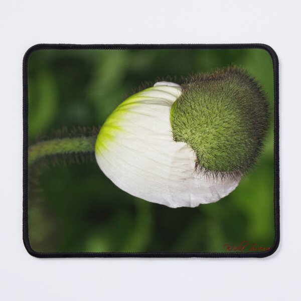 Item preview, Floriade 2022 (7) designed and sold by Wolf Sverak Photography.
