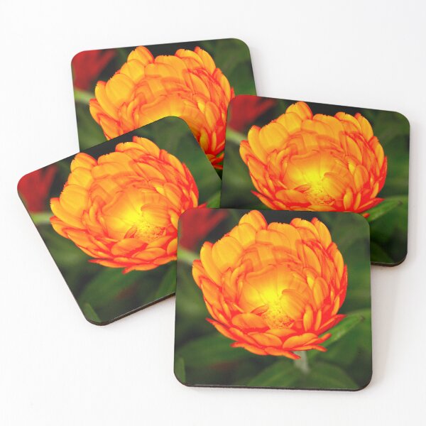 Item preview, Floriade 2022 (3) designed and sold by Wolf Sverak Photography.