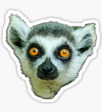 Face of a Ring Tailed Lemur Sticker