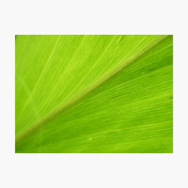 Green Photographic Print