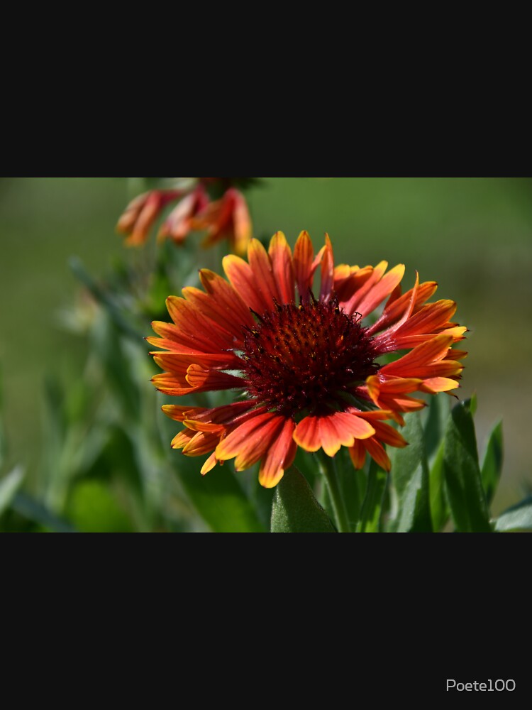 Indian blanket.... by Poete100