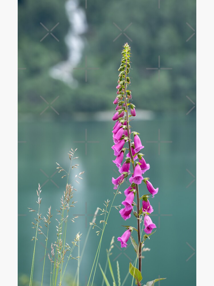 Wonderful landscapes in Norway. Blooming colorful lupine flowers in Norway in the wild grass. Blur background. Summer cloudy day(vertical) by fabbroni-art