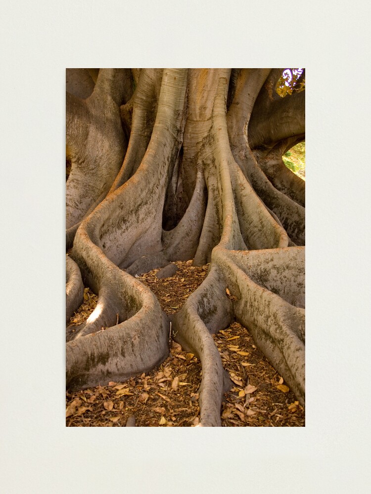 Alternate view of Golden Fig Tree Photographic Print