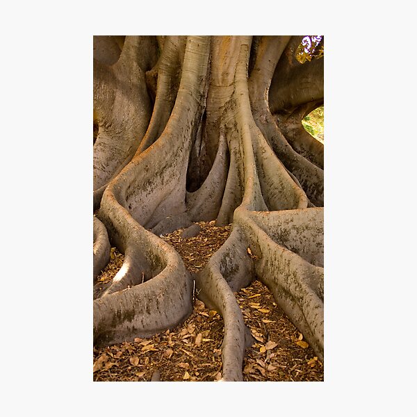 Golden Fig Tree Photographic Print