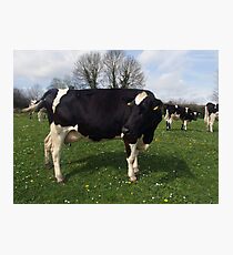 County Clare farm scene Photographic Print