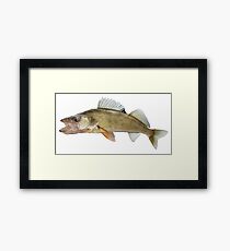 Walleye Framed Print
